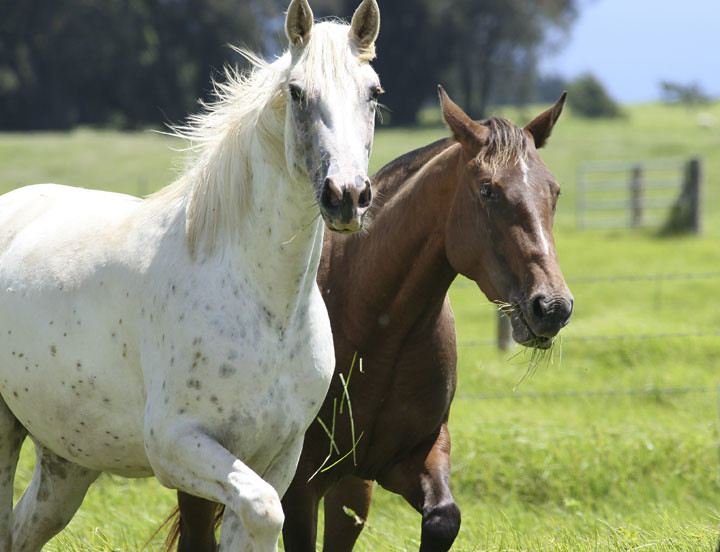 5 dicas para cuidar dos seus cavalos nos dias quentes