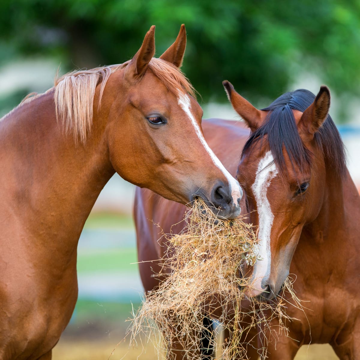 5 erros mais comuns na alimentação dos cavalos