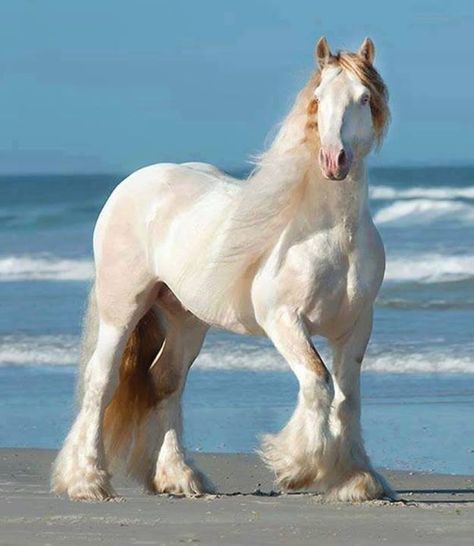 5 Coisas que você precisa saber sobre os cavalos albinos
