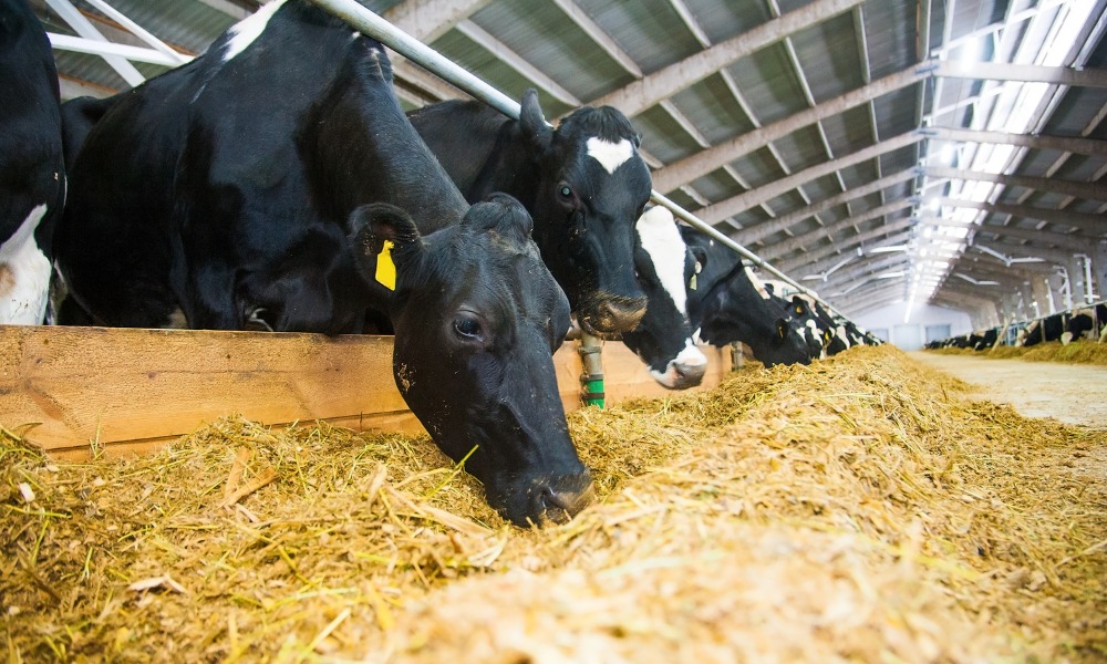Como garantir a alimentação do gado na seca