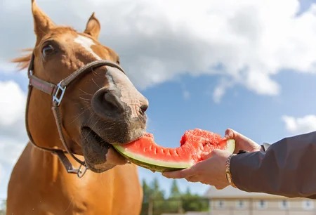10 alimentos proibidos para os cavalos