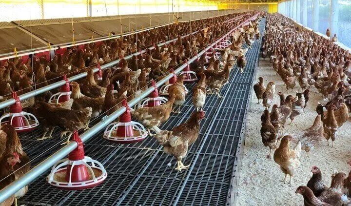 Fazenda country com galinhas poedeiras em um galpão bem cuidado