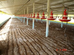 Equipamentos de cama e cria em um ambiente rural, evidenciando a essência da vida country.