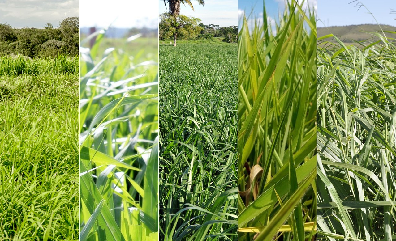 Pastagem verde e saudável em uma fazenda de pecuária sustentável no cerrado brasileiro