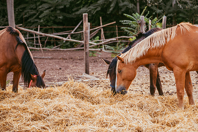 Alimentação de Cavalos com Feno e Grãos