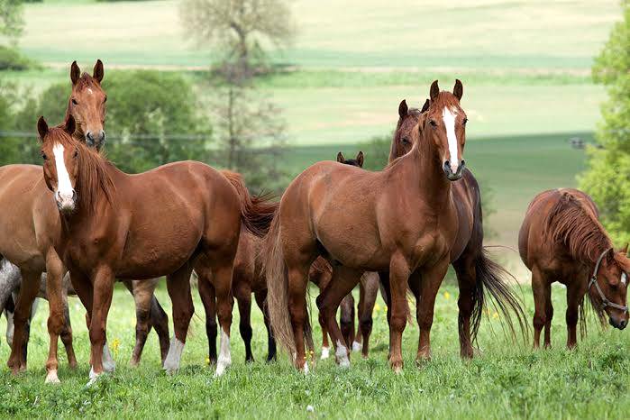 Cavalos pastando em um campo aberto sob o céu azul