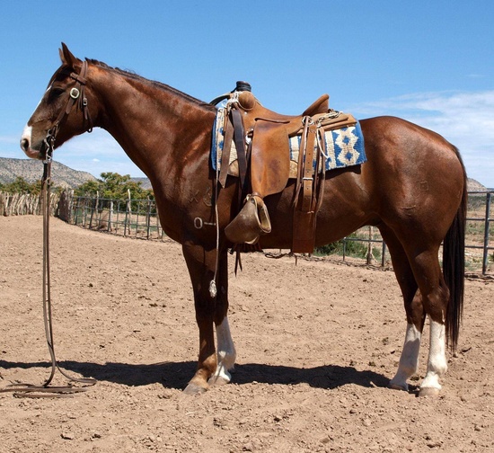 Cavalos de sela em um campo aberto, mostrando sua beleza e graça