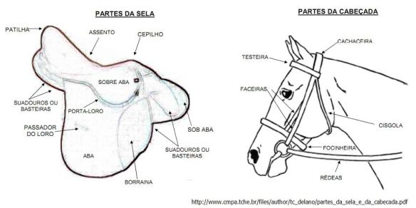 Equipamentos de Equitação: Segurança e Conforto na Montaria