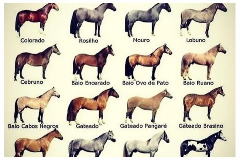 Diversas raças de cavalos galopando em um belo campo aberto