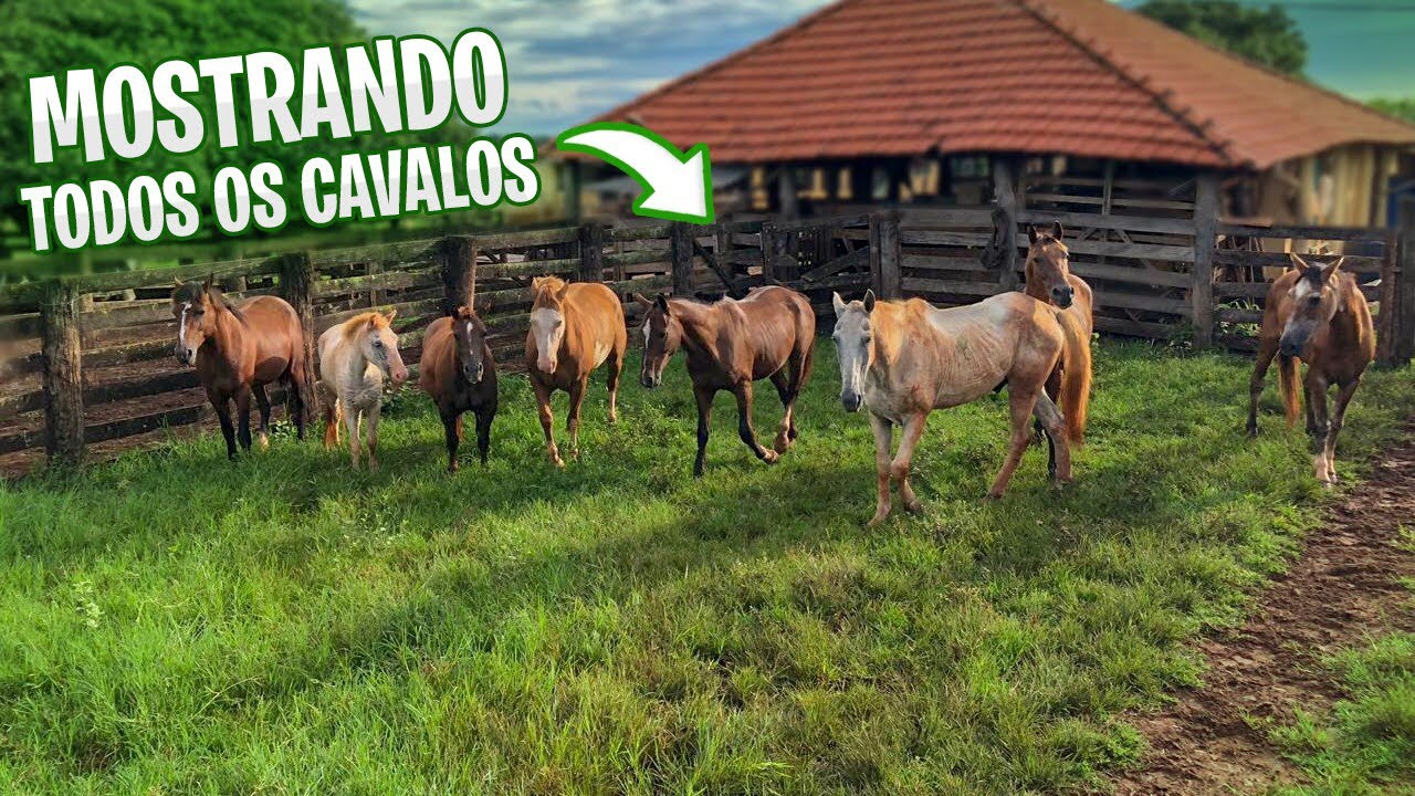 Cavalos de fazenda galopando livremente em um campo verde e ensolarado.