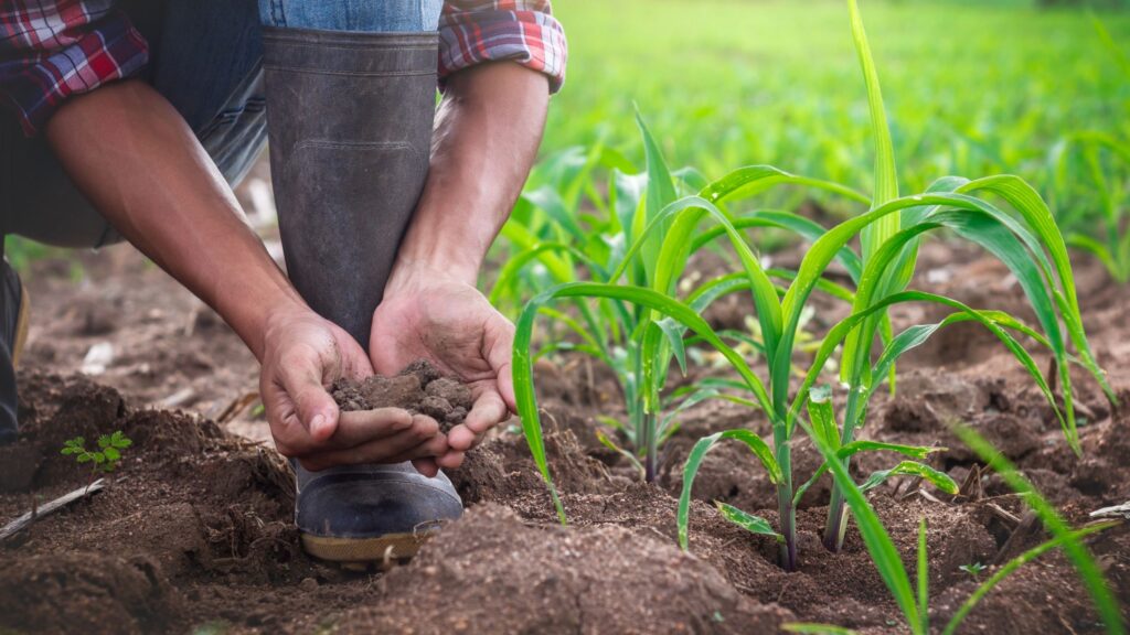 Uma fazenda cultivada com práticas sustentáveis, mostrando campos verdes e saudáveis sob um céu claro.