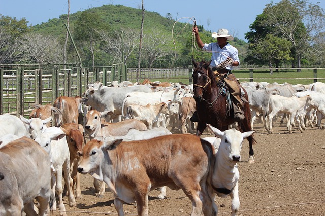 Cavalo de trabalho no campo, representando a tradição country de cuidados com equinos trabalhadores.