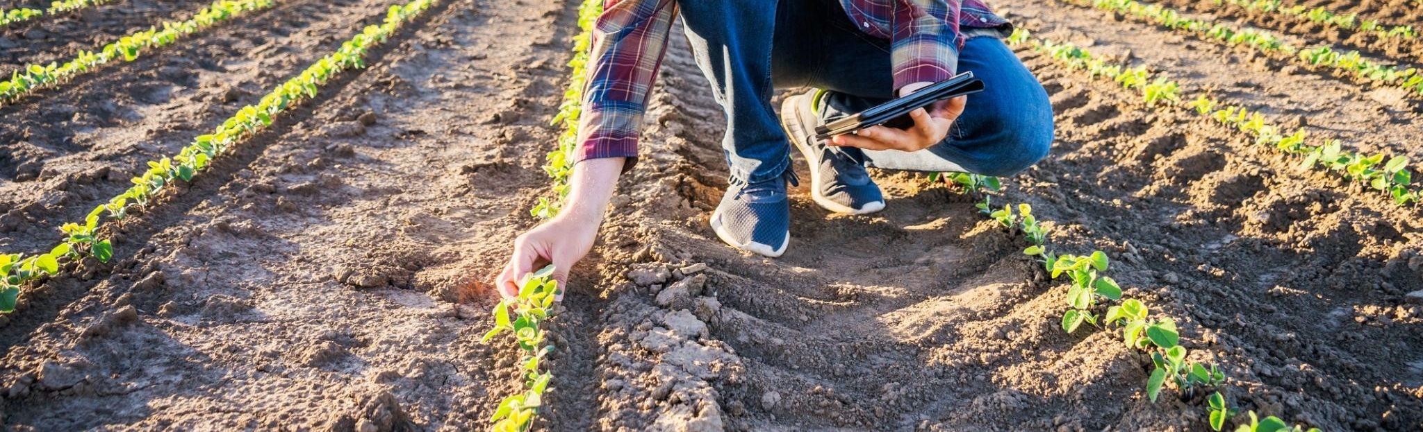 Trabalhando na implantação de práticas sustentáveis no cultivo do solo, com elementos country em destaque.