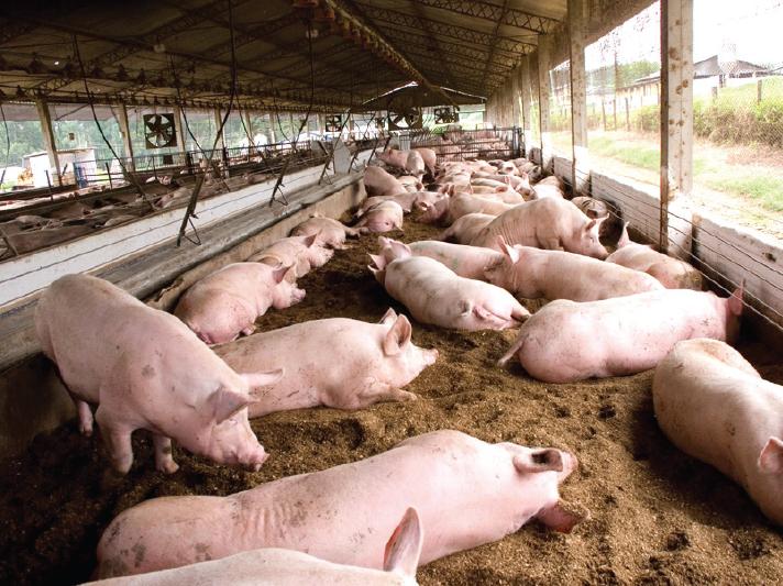 Um criador de porcos em uma fazenda country, rodeado por suínos saudáveis e felizes.