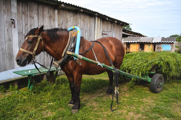 Cavalo de trabalho rural descansando durante o intervalo do almoço no campo.