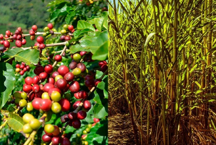 Vista panorâmica de plantações de café e cana-de-açúcar em um campo country.