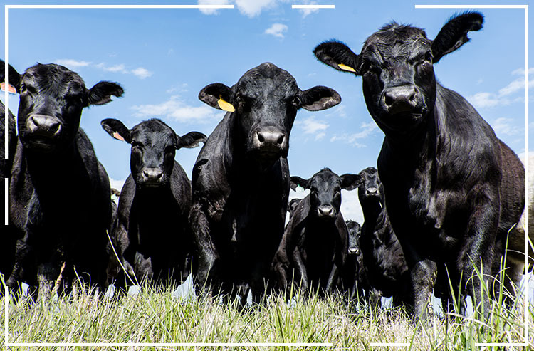 Rebanho de gado de corte e leiteiro pastando em uma fazenda country.