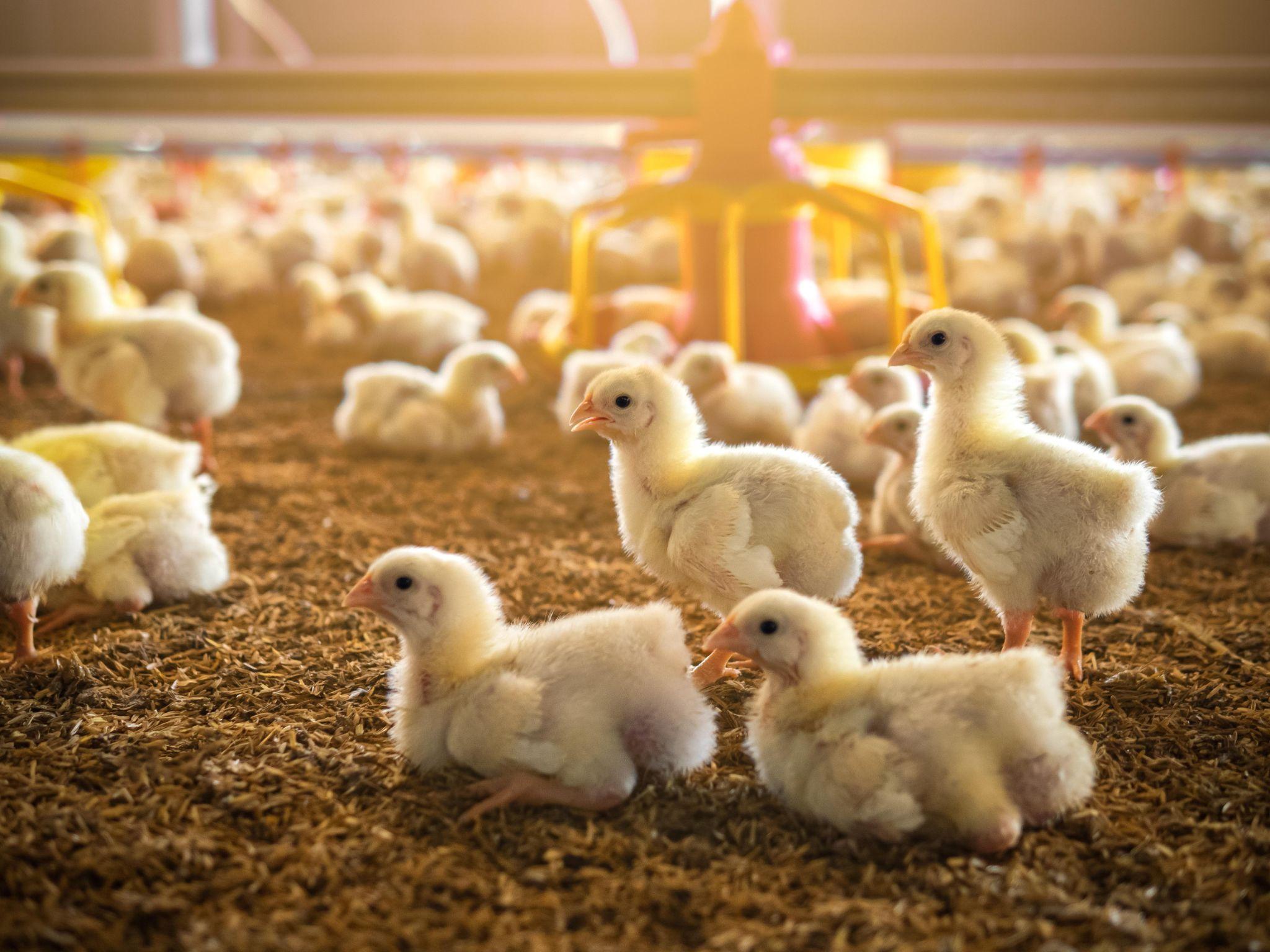Rebanho de aves em uma fazenda country, simbolizando a criação tradicional de frangos no Brasil.