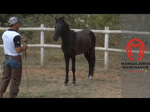 Doma de Potros: Cavalo sendo treinado por um profissional em ambiente rural