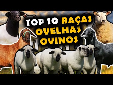Ovelhas pastando em uma paisagem rural