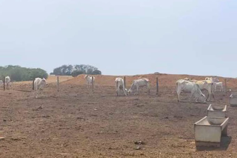 Pecuarista em uma fazenda country cuidando do gado com uma paisagem ao fundo.