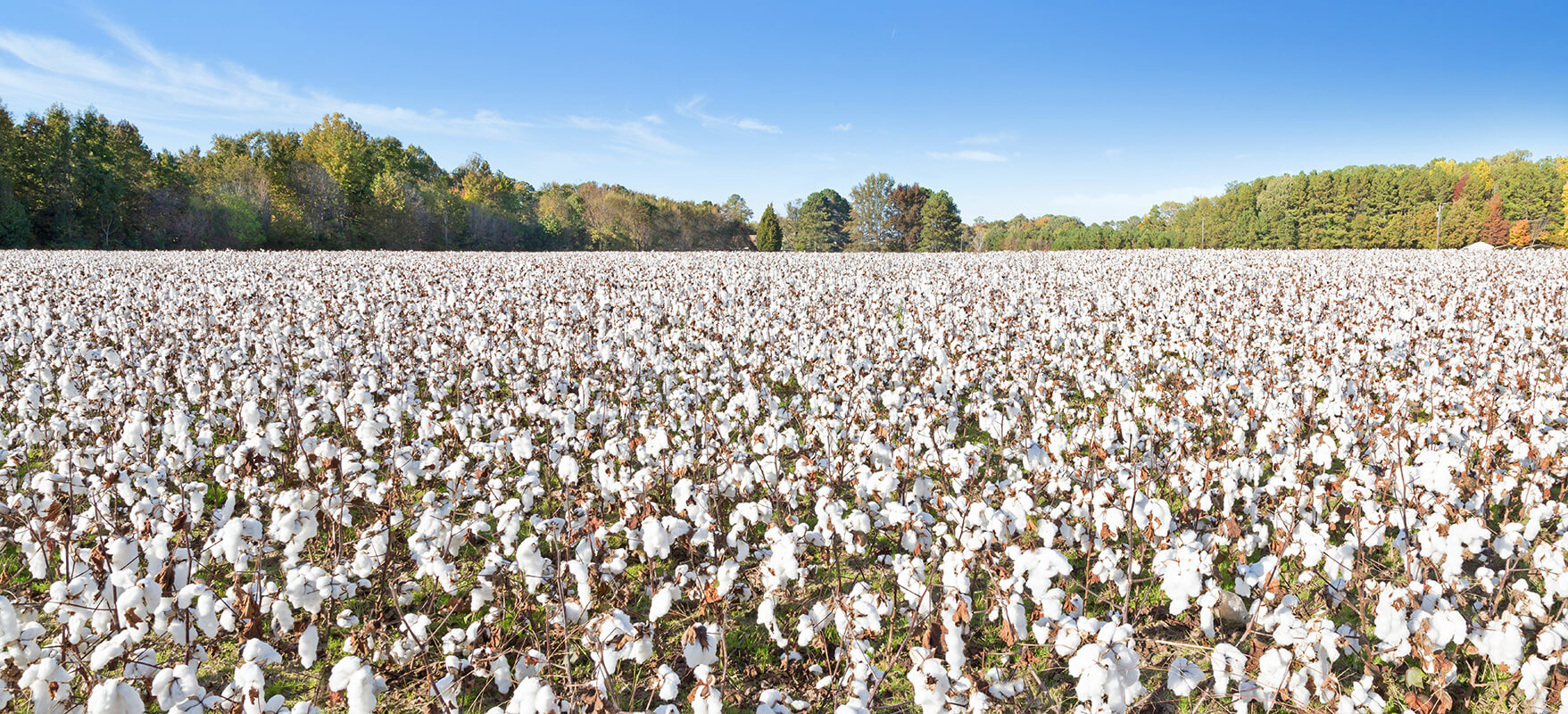 Campos de algodão em uma plantação tradicional, com um céu azul e nuvens brancas ao fundo.