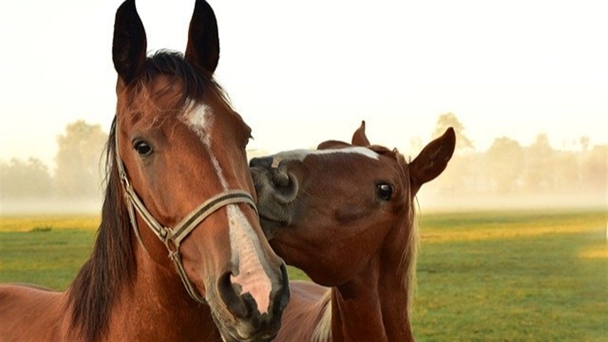 Cavalo saudável pastando em um campo aberto sob o sol