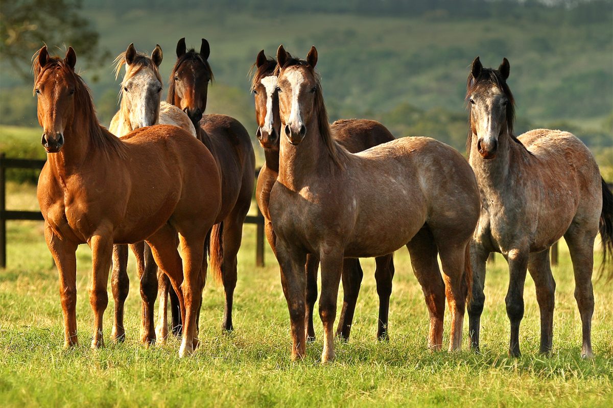 Um belo cavalo country em um campo verde ao pôr do sol