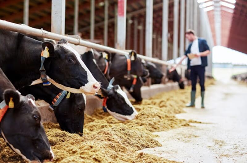 Alimentação de gado no campo