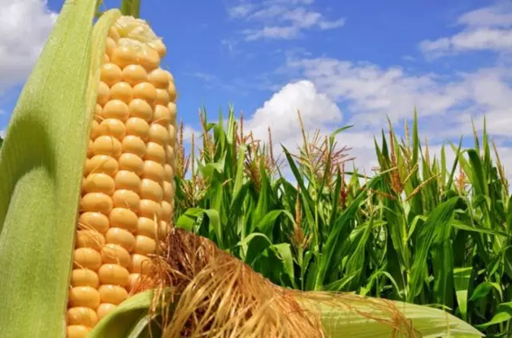 Uma vasta plantação de milho sob um céu azul, simbolizando o sucesso na agricultura.