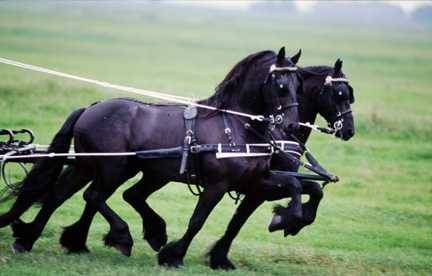 Cavalos de trabalho em um campo de cultivo