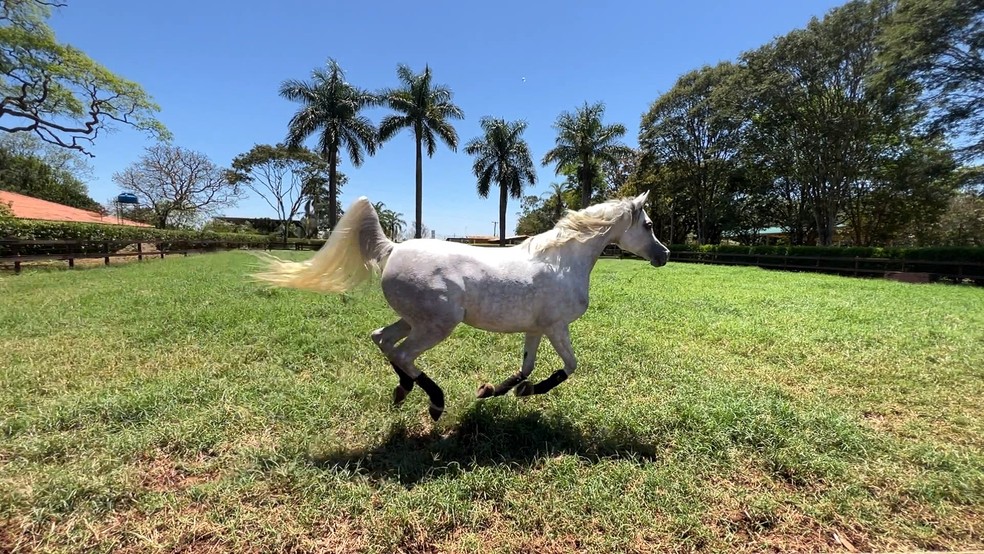 Cavalo Árabe em um haras de Itapetininga