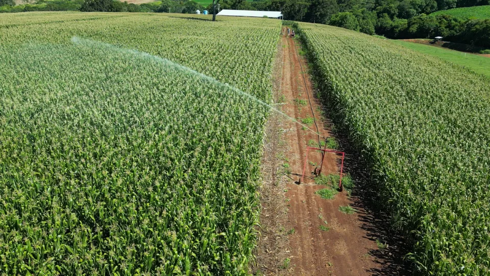 Plantação de milho irrigado em campo aberto sob o sol radiante, destacando a cultura agrícola no estilo country.