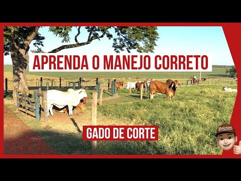 Gado de Corte em Pastagem Rotacionada