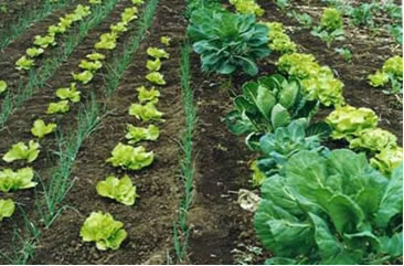 Plantação orgânica com diferentes vegetais em um campo aberto, ilustrando a beleza da agricultura sustentável.