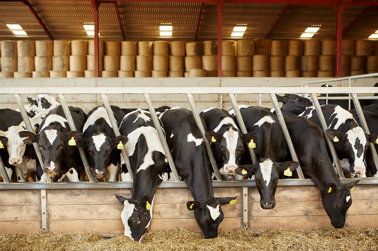 Gado de confinamento em uma fazenda country