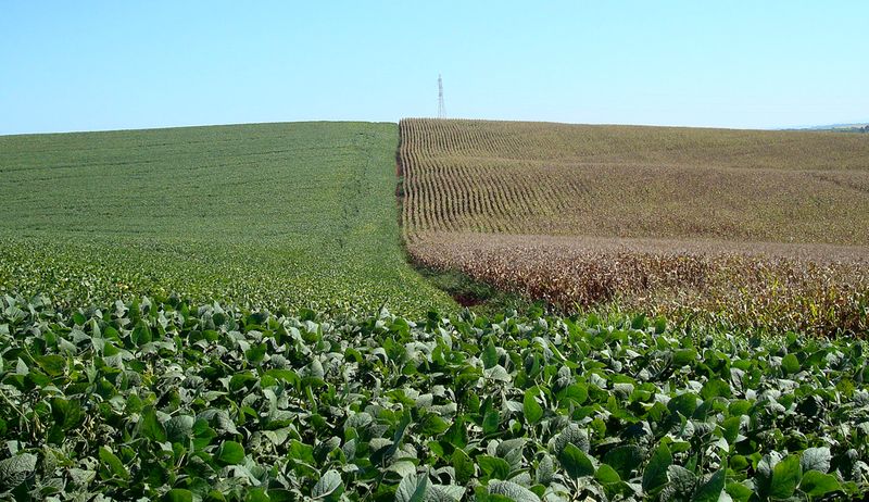 Vista de uma plantação de milho e soja em uma fazenda country.