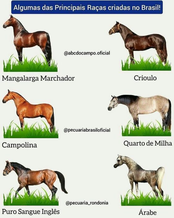 Cavalos brasileiros de raças distintas em um pasto verde