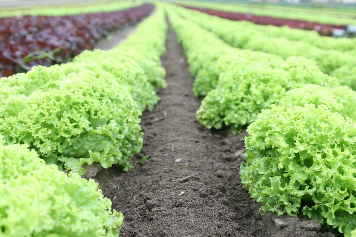 Plantação de hortaliças em um campo aberto, destacando a beleza da agricultura no campo.