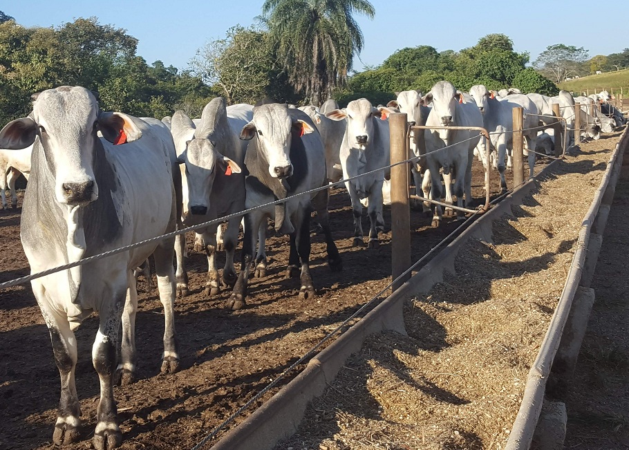 Gado em confinamento, pasto verde ao fundo, ambiente rural.