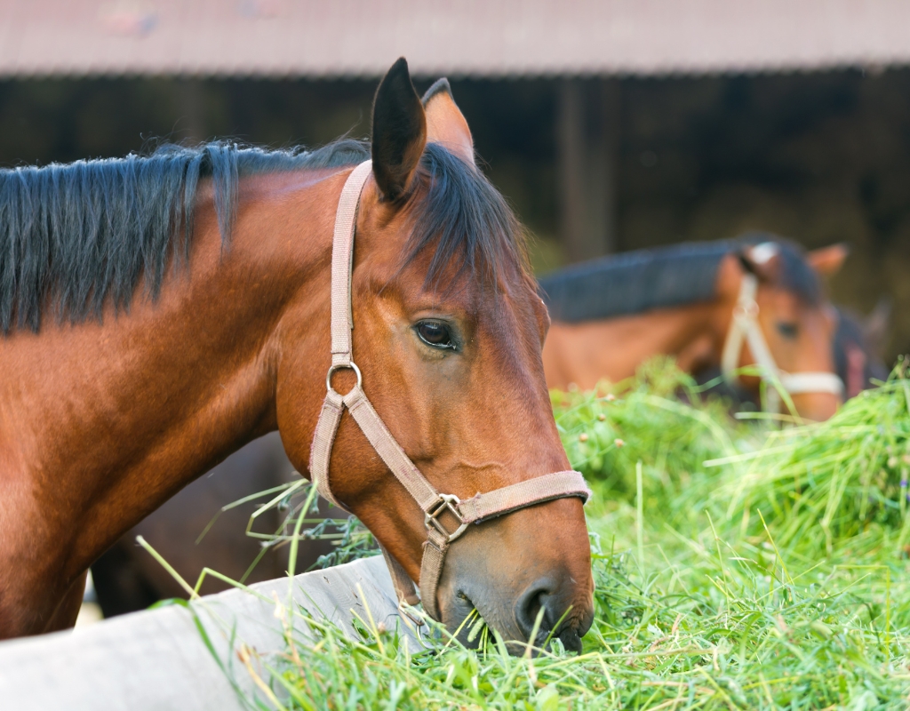 Cavalo pastando em um campo verde sob o céu azul, simbolizando uma alimentação saudável e natural.