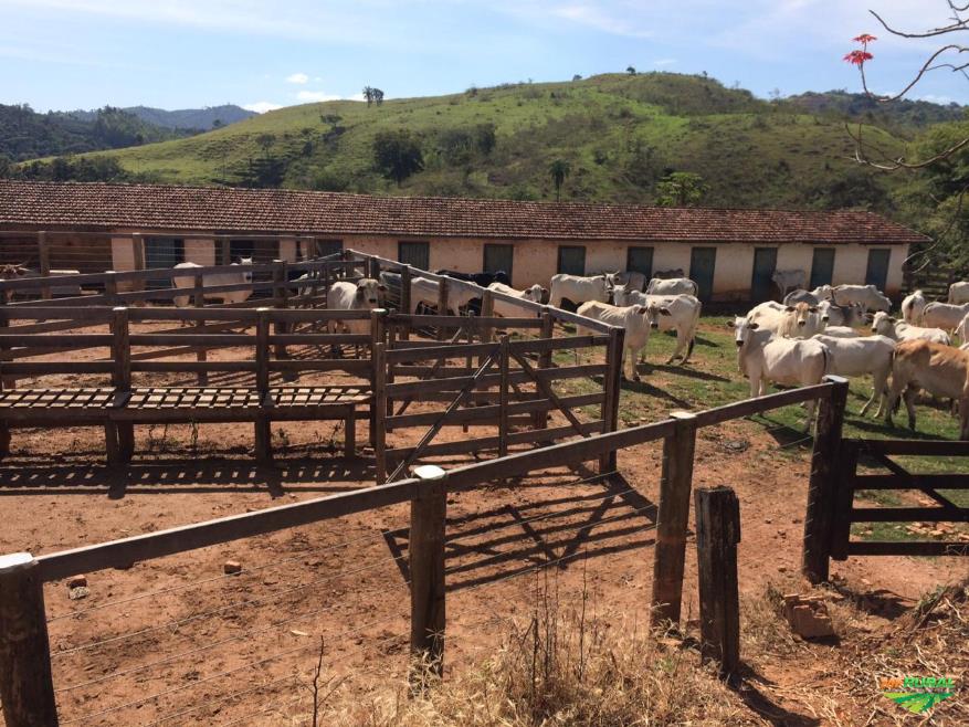 Fazenda no interior com paisagens rurais, gado pastando e celeiros tradicionais.