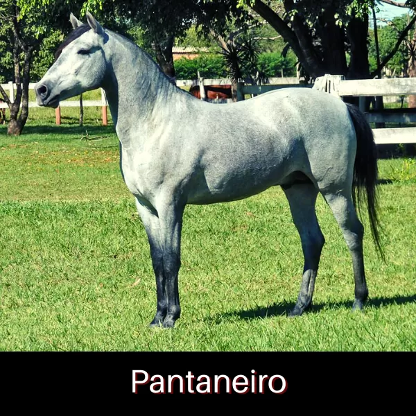 Cavalo Pantaneiro em um campo aberto do Pantanal.