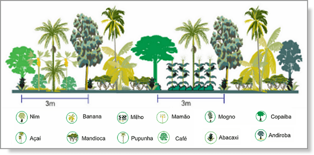 Técnicas de Agrofloresta em uma paisagem rural americana