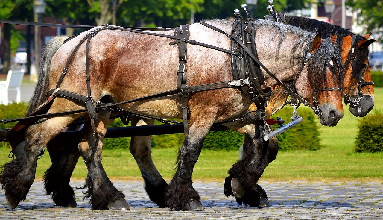 Cavalos de trabalho em um campo, simbolizando a força e a beleza da vida rural.
