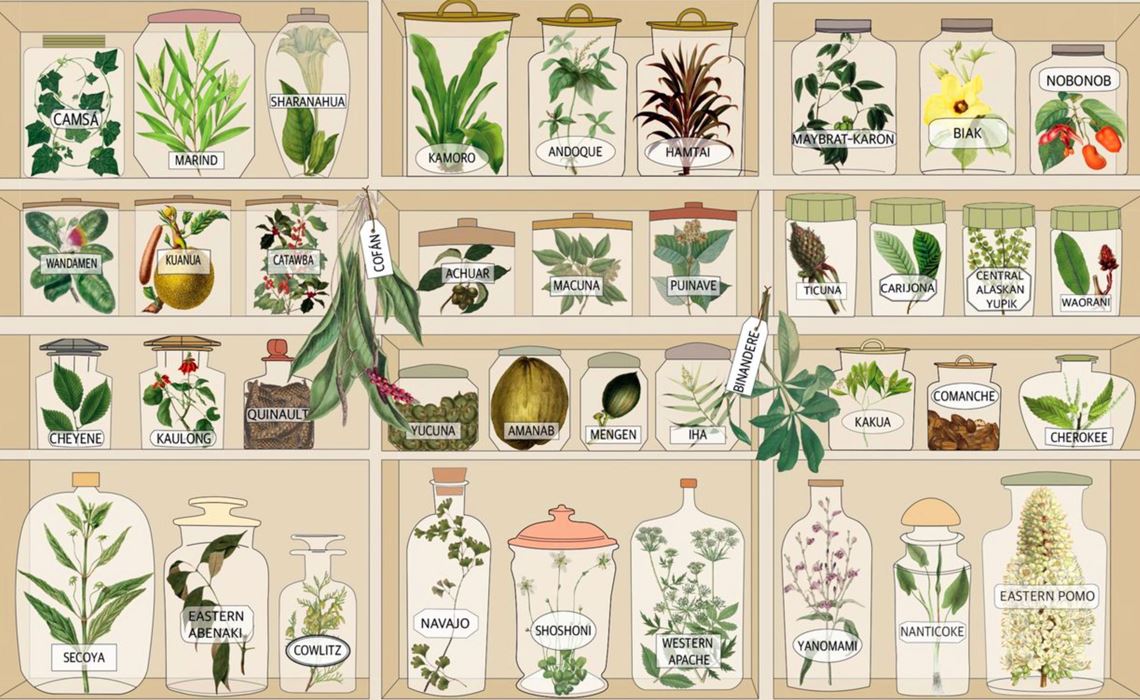 Cultura de Plantas Medicinais para Saúde em um Ambiente Country