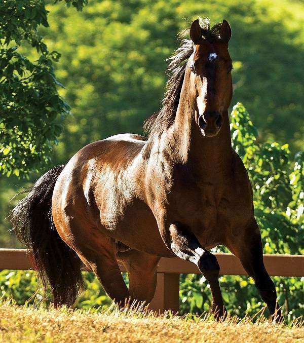 Cavalo Quarto de Milha em uma pastagem verde sob o sol