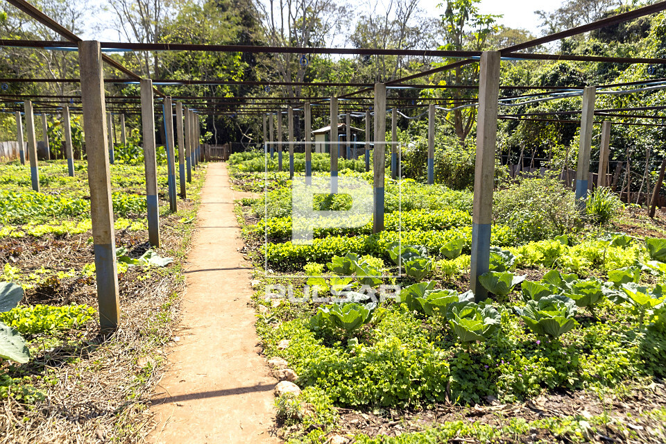 Horta orgânica na fazenda turística com vegetais frescos