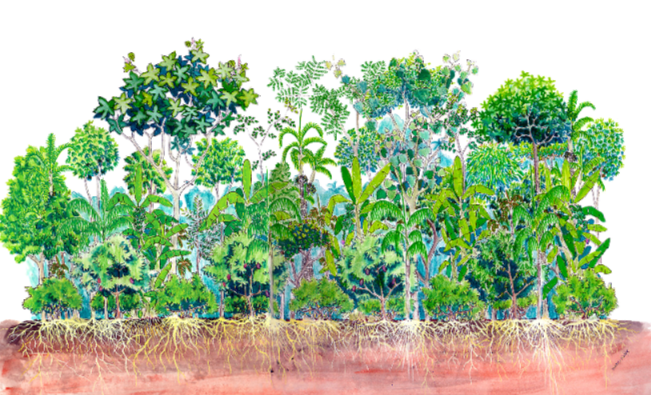 Técnicas de Agrofloresta em ambiente rural com elementos country.