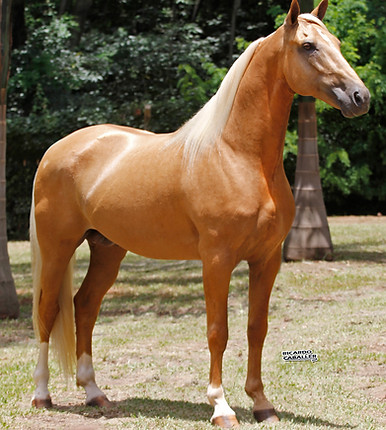 Cavalo Mangalarga em um campo verde sob o céu azul, representando a beleza e a força da raça.